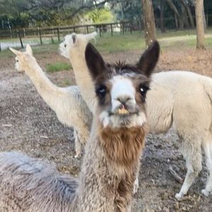 Meet your Posher, Allister